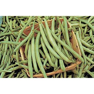 Tendergreen Improved is a heat-tolerant snap bean with 6-7” round and meaty, dark-green pods. Heavy, prolonged producer.