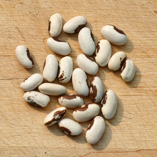 Golden Wax Improved Beans