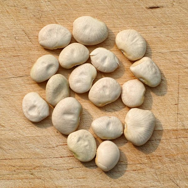 Fordhook 242 Bean Seeds