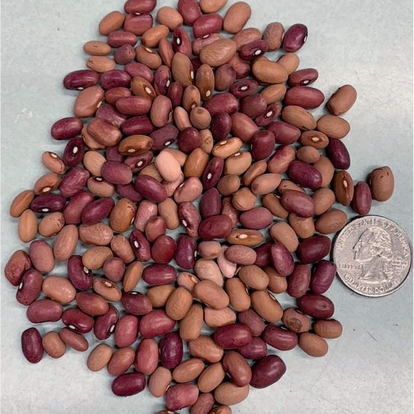 Pink Half Runner Bean Seeds