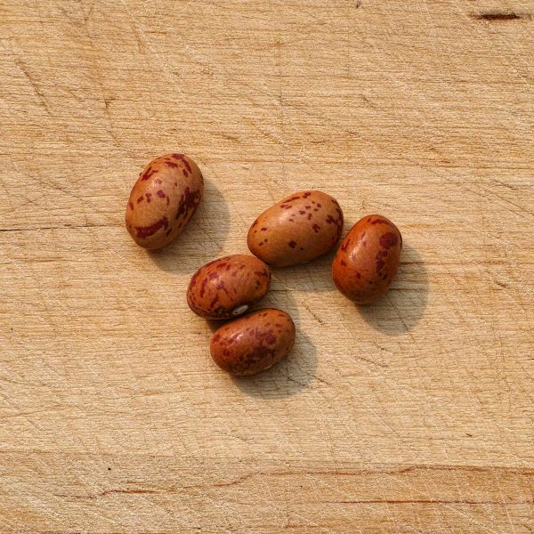 French Horticultural Bean Seeds
