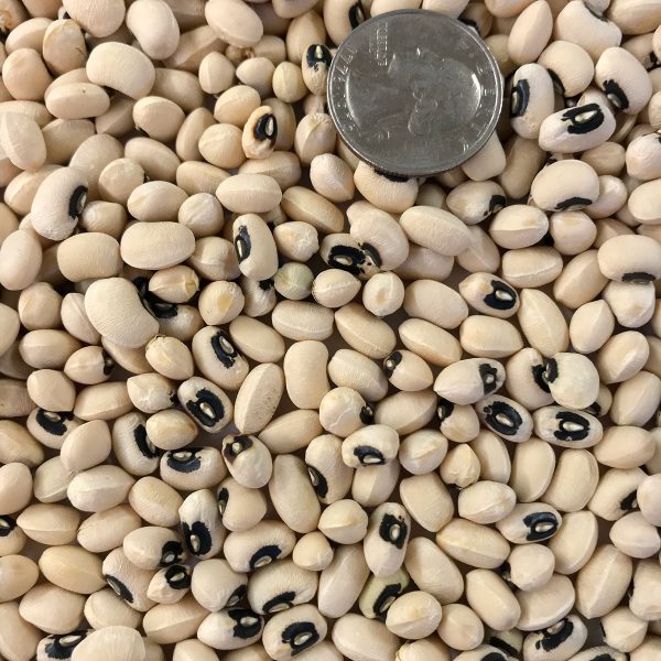 California Blackeye Cowpea Seeds