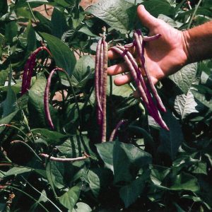 Top Pick Pinkeye Purple Hull Cowpea Seeds