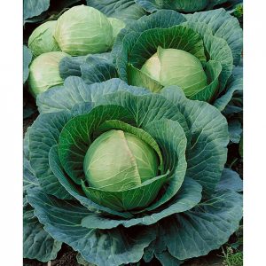 Danish Ball Head Cabbage