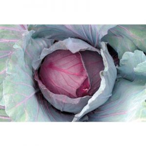 Red Jewel F1 Hybrid Cabbage Seeds