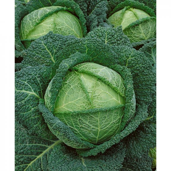 Savoy Perfection Cabbage
