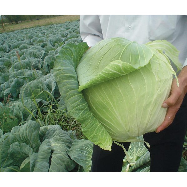 Harvest Mist F1 Hybrid Cabbage