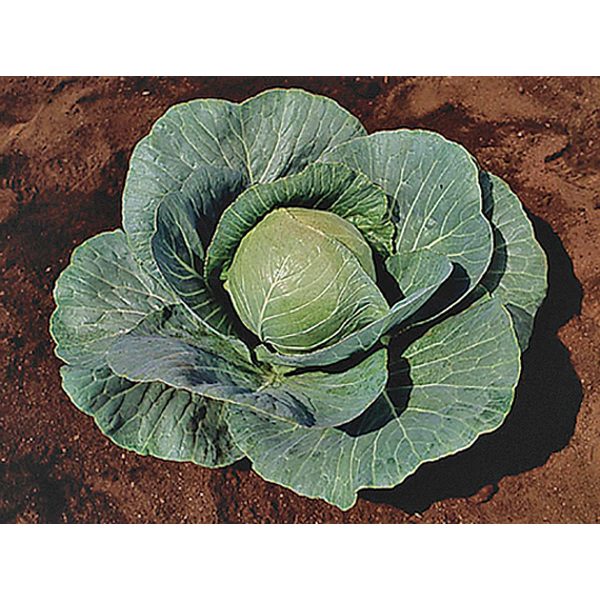 Stonehead F1 Hybrid Cabbage