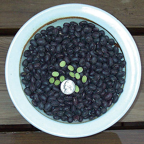 Koran Black Edamame / Soybean Seeds