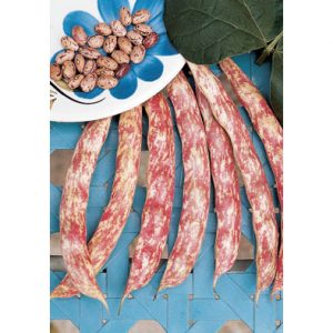 Lingua di Fuoco shelling/dry bean from our Italian Gourmet Seed Collection