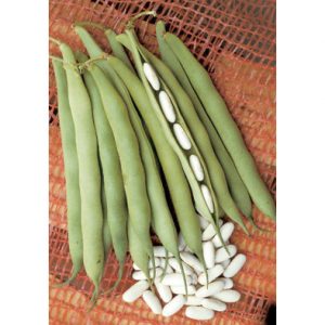 Cannellino dry Italian bean from our Italian Gourmet Seed Collection