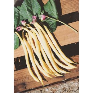 Rocquencourt bean from our Italian Gourmet Seed Collection