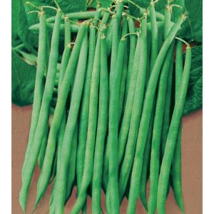 Pregiato Italian Green Bean from our Italian Gourmet Seed Collection