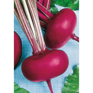 EGYPTIAN RED beet root battrave 100 seeds Liveseeds