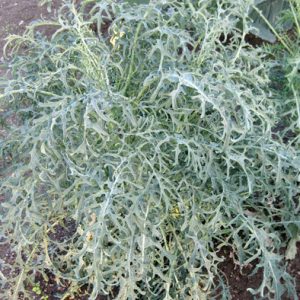 Spigariello Italian Broccoli Raab Seeds from our Italian Gourmet Seed Collection