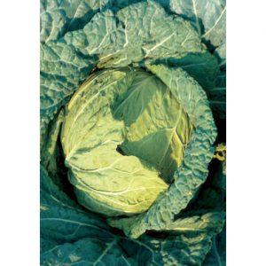 Di Napoli Tardivo Italian Cabbage Seeds from our Italian Gourmet Seed Collection