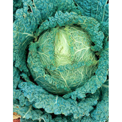 Di Napoli Precoce Italian Cabbage Seeds from our Italian Gourmet Seed Collection