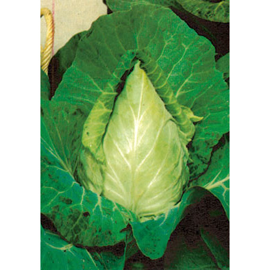 Cuor di Bue Grosso Cabbage from our Italian Gourmet Seed Collection