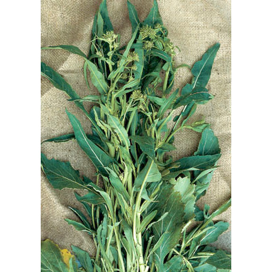 A Foglia D Ulivo Italian Broccoli Raab Seeds from our Italian Gourmet Seed Collection