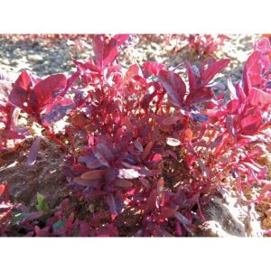 Garnet Red Amaranth Seeds