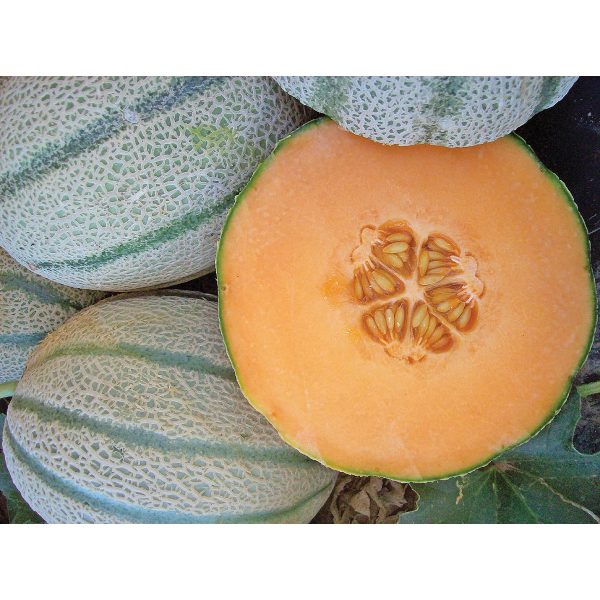 Vida F1 Hybrid Tuscan Melon