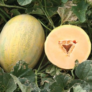 Fortune F1 Hybrid Hami Type Melon