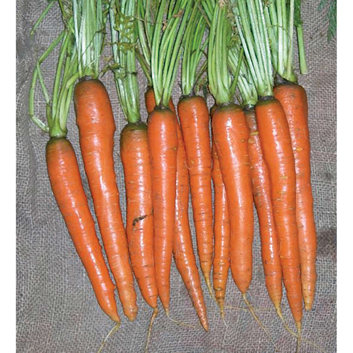 Imperator Carrot Seeds 500 SEEDS-SAME DAY SHIPPING