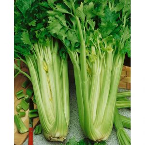 Tall Utah 52-70 Celery