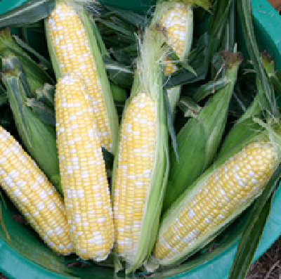 Butter and Sugar Sweet Corn Seeds