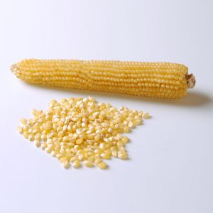 Hulless F1 Hybrid Popcorn Seeds