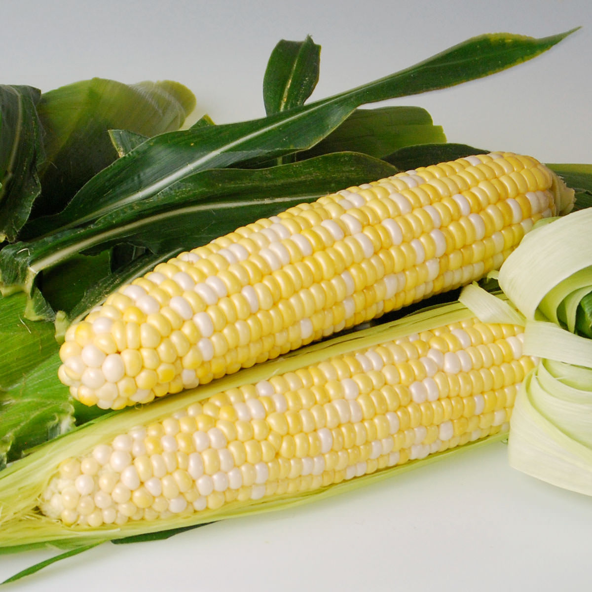 Сладость кукурузу. Кукуруза биколор. Кукуруза бело желтая сорт. Кукуруза сладкая. Кукуруза гибрид желто белая.
