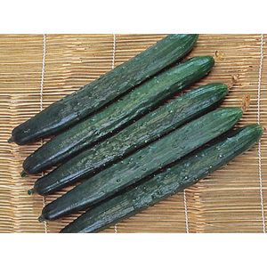 Tasty Green F1 Hybrid Cucumber