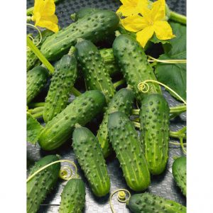 Parisian Pickling Cucumber seeds French Heirloom Vegetable 2021 Organic 40+seeds