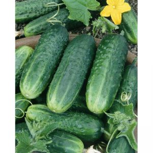 Carolina F1 Hybrid Pickling Cucumber