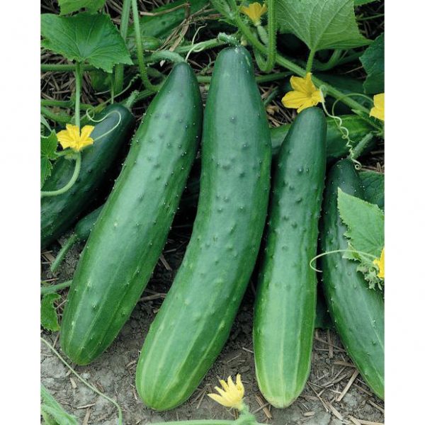 Garden Sweet F1 Hybrid Burpless Cucumber