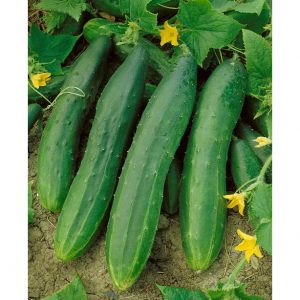 Everwilde Farms Mylar Seed Packet 100 Carolina Hybrid Cucumber Seeds 