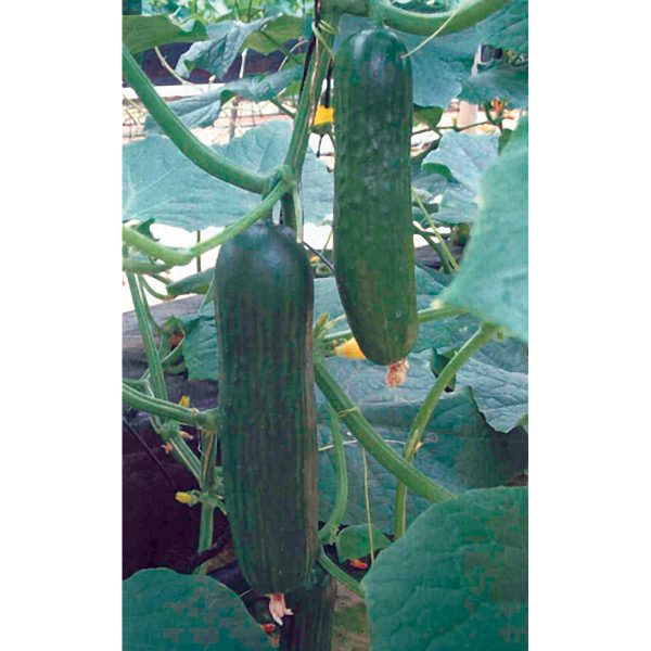 Eos PMT F1 Hybrid Cucumber
