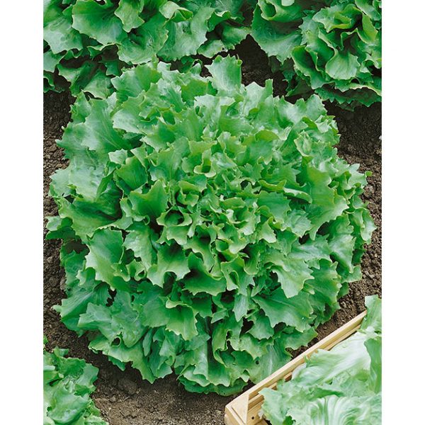 Salad King Chicory