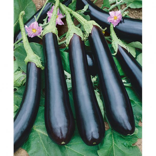 Long Purple Italian Type Heirloom Eggplant