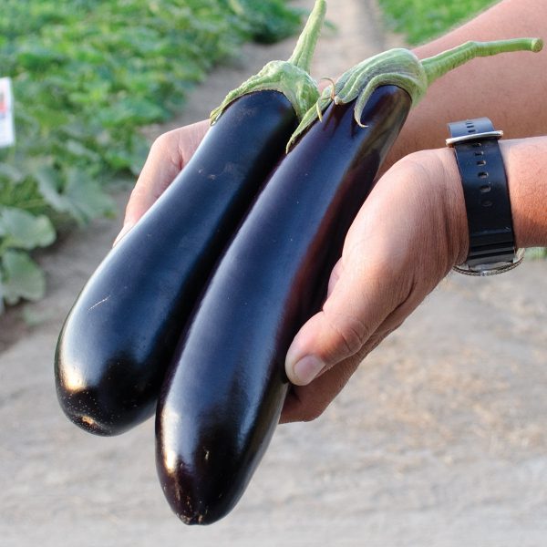 Tucci F1 Hybrid Eggplant