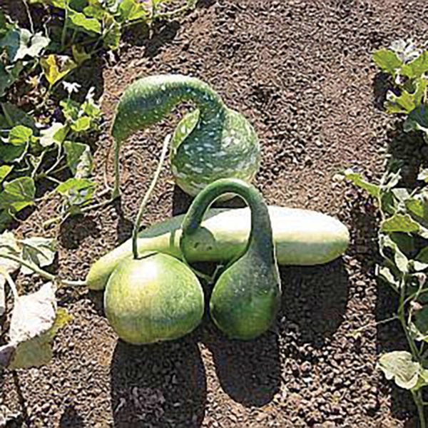 Large Gourd Mix