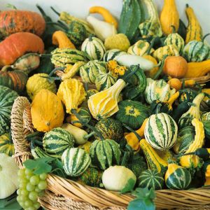 Small Fruited Gourd Mix