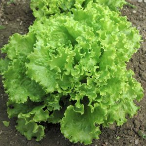 Salad Bowl Looseleaf Lettuce