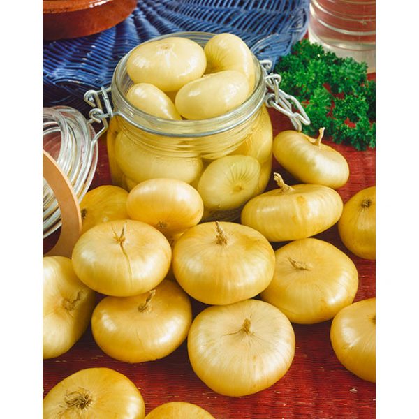 Cipollini Yellow Onion