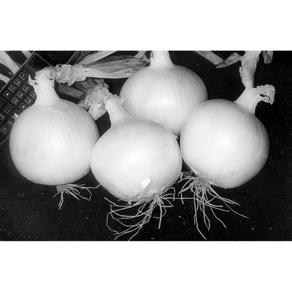 NuMex Casper intermediate day white onion