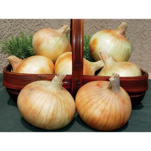 Pumba F1 Hybrid Onion