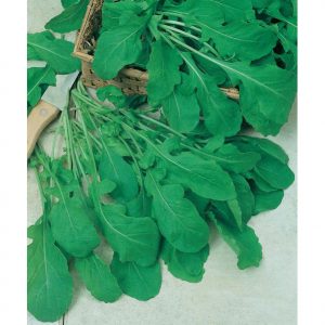 500 Slow Bolt Roquette Arugula Seeds Heirloom NON-GMO Free Shipping Fresh 2021