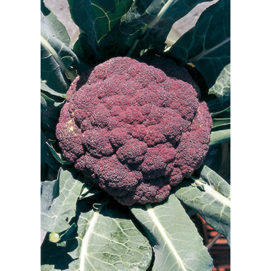 Di Sicilia Violetto Purple Cauliflower from our Italian Gourmet Seed Collection