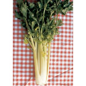 Dorato D’Asti Celery Seeds from our Italian Gourmet Seed Collection