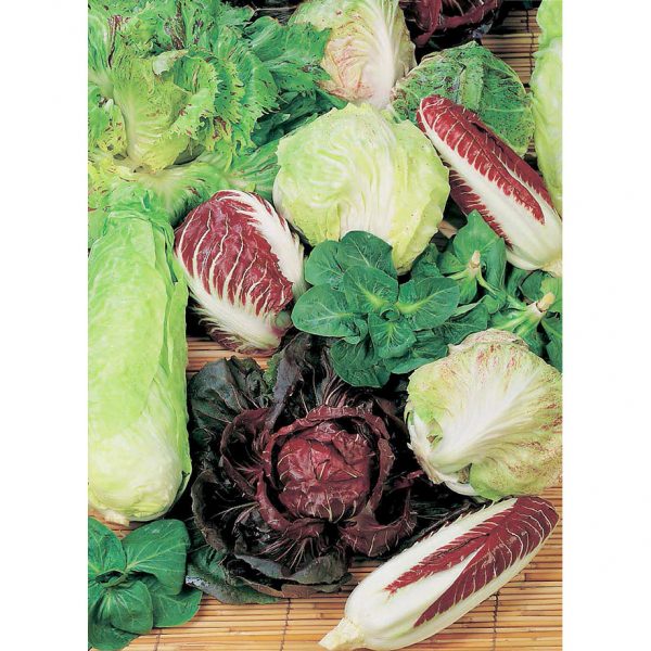 Miscuglio Mixture Chicory from our Italian Gourmet Seed Collection